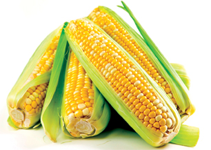 sweetcorn manufacturer in Pune