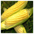 sweetcorn manufacturer in Pune