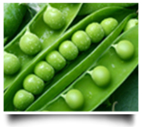 sweetcorn manufacturer in Pune